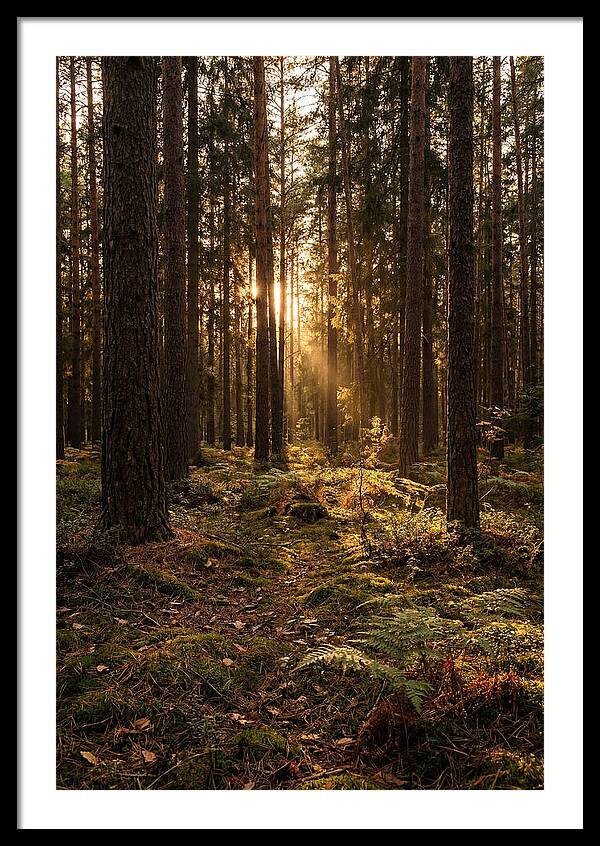 Whispers Of Kisatchie Forest