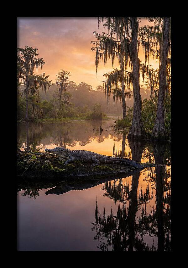 Whispers Of Okefenokee Swamp