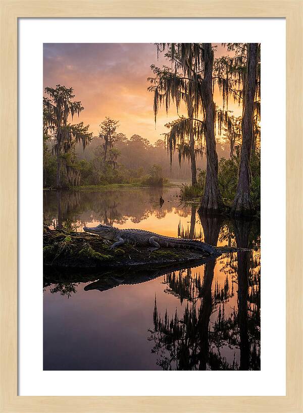 Whispers Of Okefenokee Swamp
