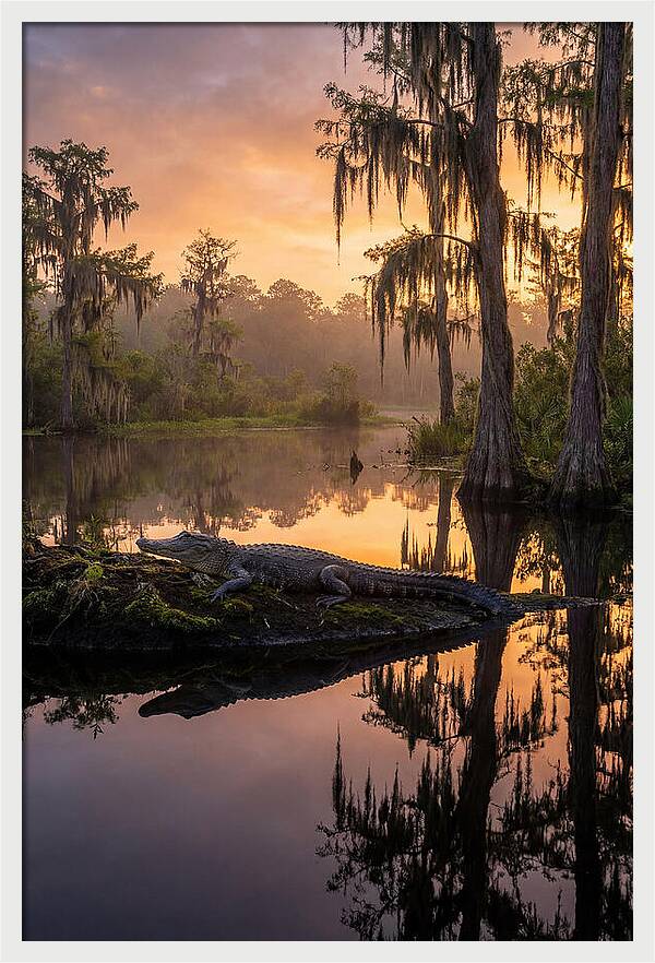 Whispers Of Okefenokee Swamp