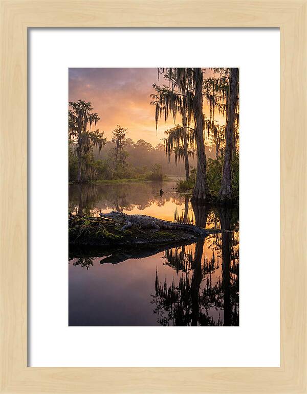 Whispers Of Okefenokee Swamp