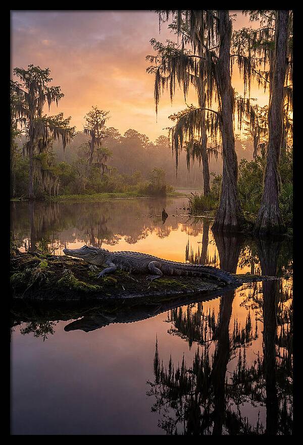 Whispers Of Okefenokee Swamp