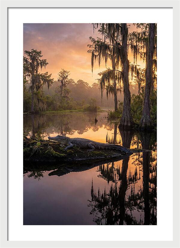 Whispers Of Okefenokee Swamp
