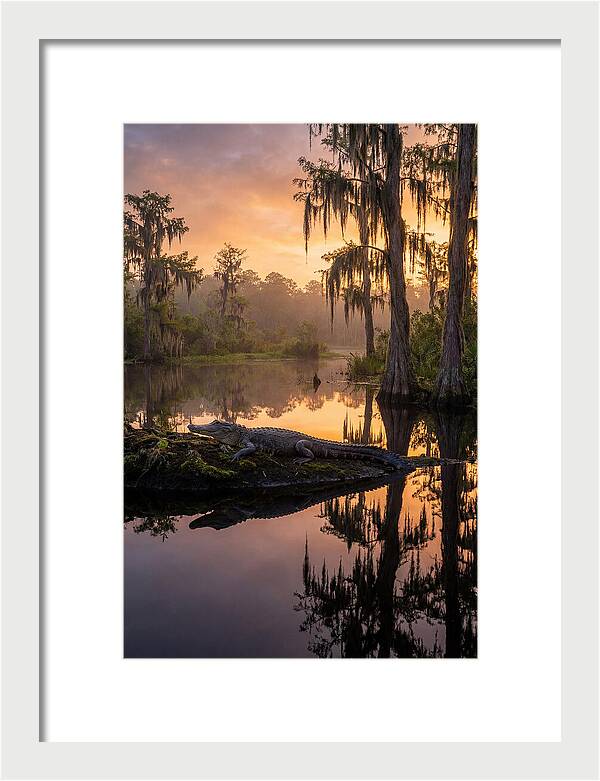Whispers Of Okefenokee Swamp