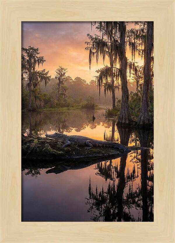 Whispers Of Okefenokee Swamp