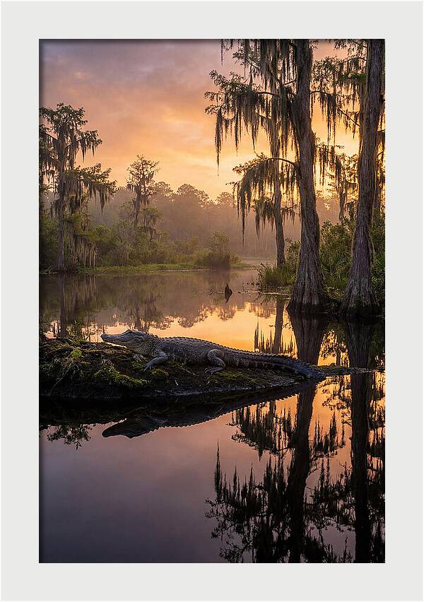 Whispers Of Okefenokee Swamp