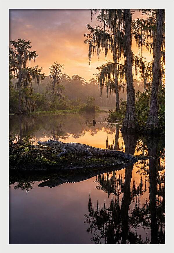 Whispers Of Okefenokee Swamp