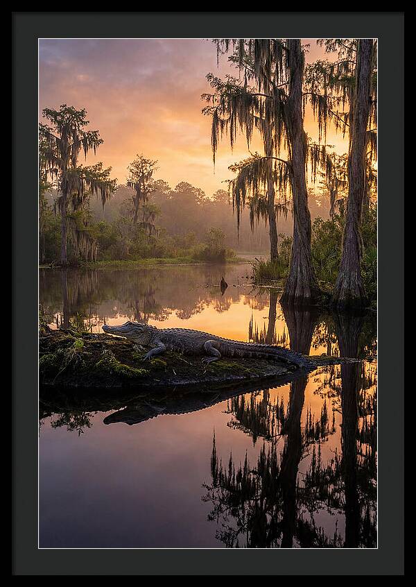Whispers Of Okefenokee Swamp