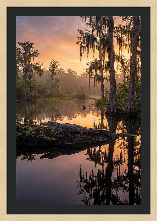 Whispers Of Okefenokee Swamp