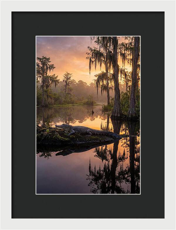 Whispers Of Okefenokee Swamp