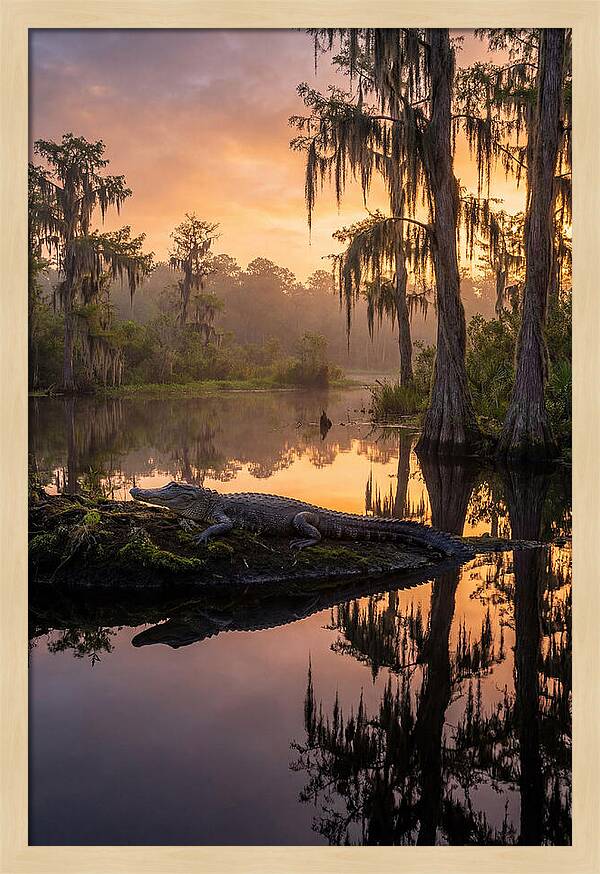 Whispers Of Okefenokee Swamp