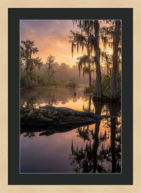 Whispers Of Okefenokee Swamp