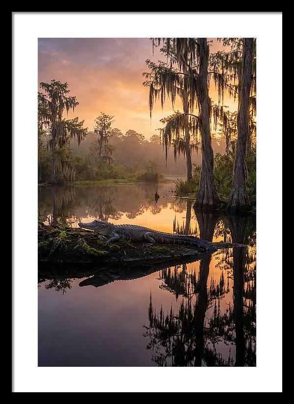 Whispers Of Okefenokee Swamp