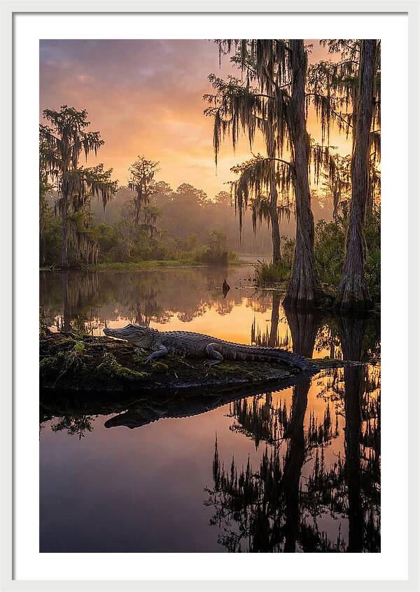 Whispers Of Okefenokee Swamp