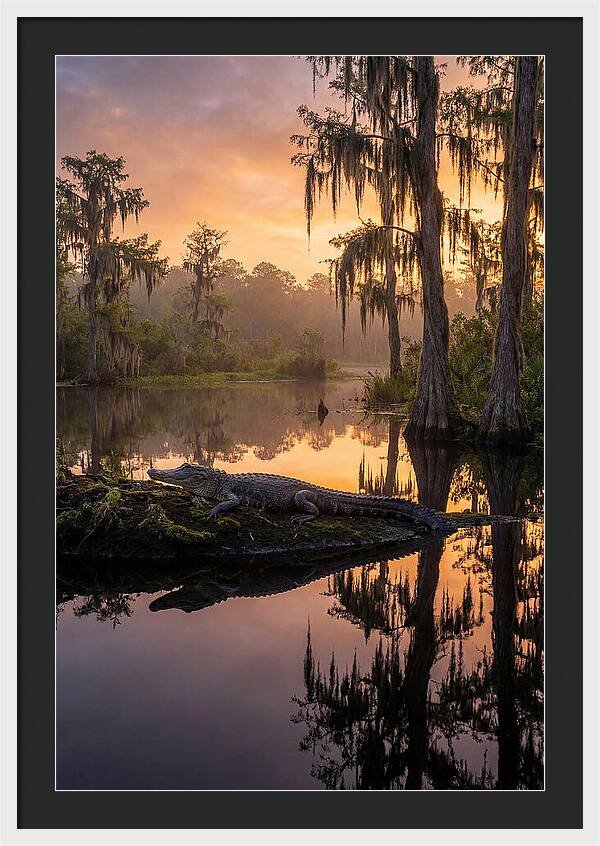 Whispers Of Okefenokee Swamp