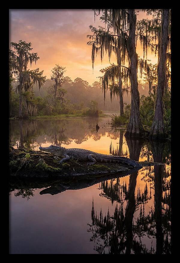 Whispers Of Okefenokee Swamp