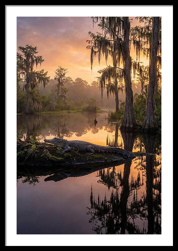 Whispers Of Okefenokee Swamp