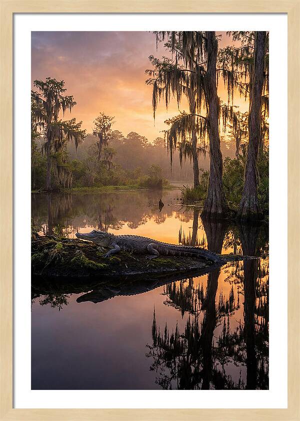 Whispers Of Okefenokee Swamp