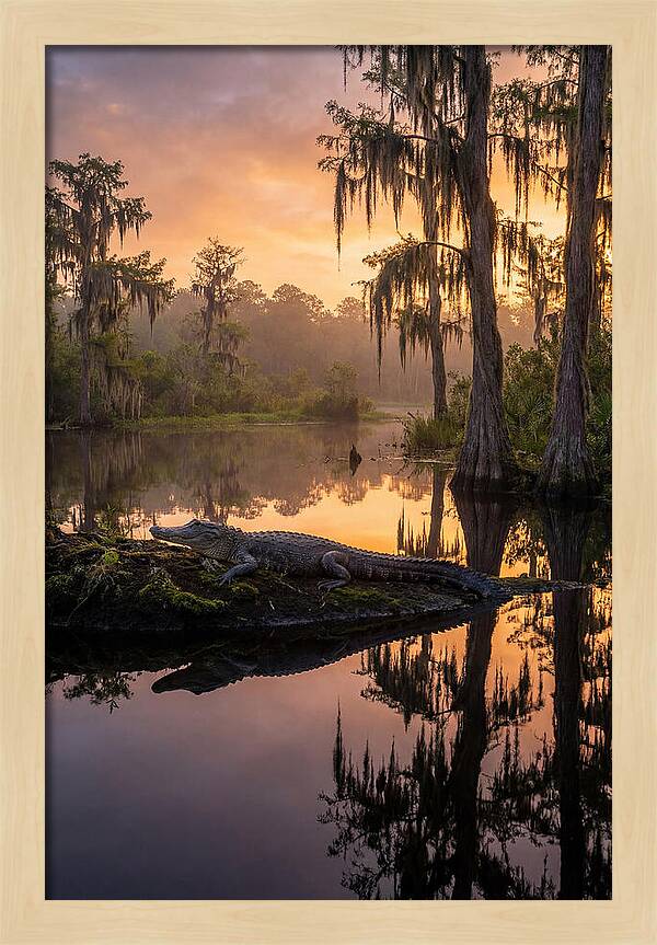 Whispers Of Okefenokee Swamp