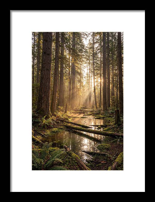 Whispers Of Pine Barrens