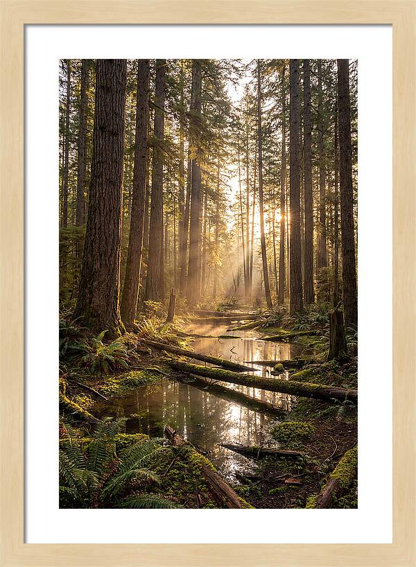 Whispers Of Pine Barrens