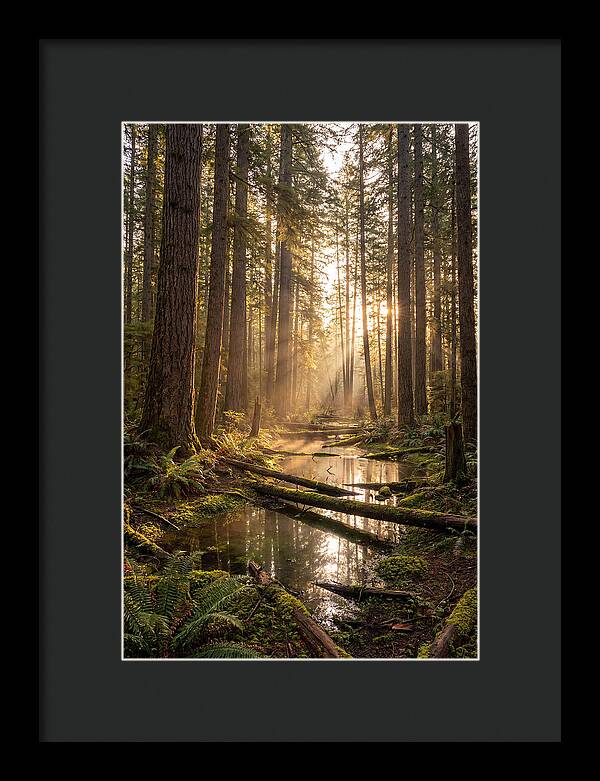 Whispers Of Pine Barrens