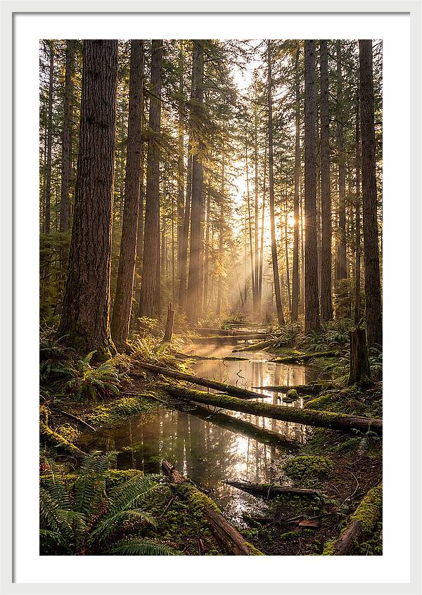 Whispers Of Pine Barrens