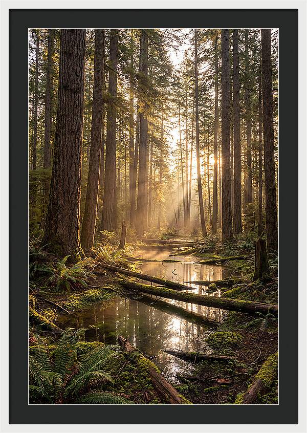 Whispers Of Pine Barrens