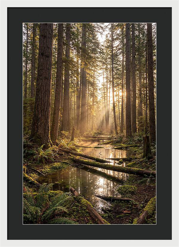 Whispers Of Pine Barrens