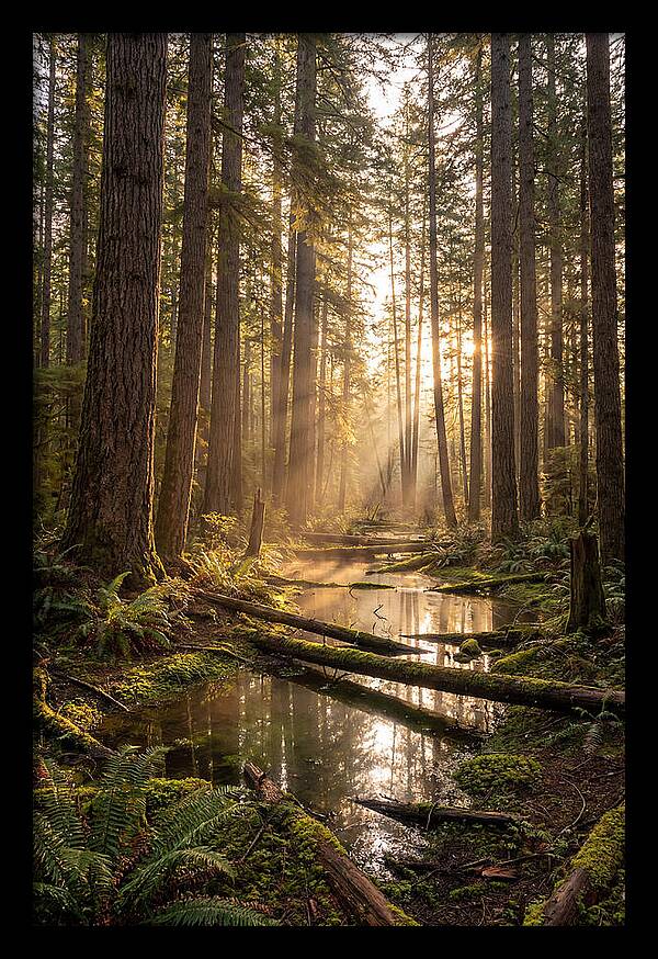 Whispers Of Pine Barrens