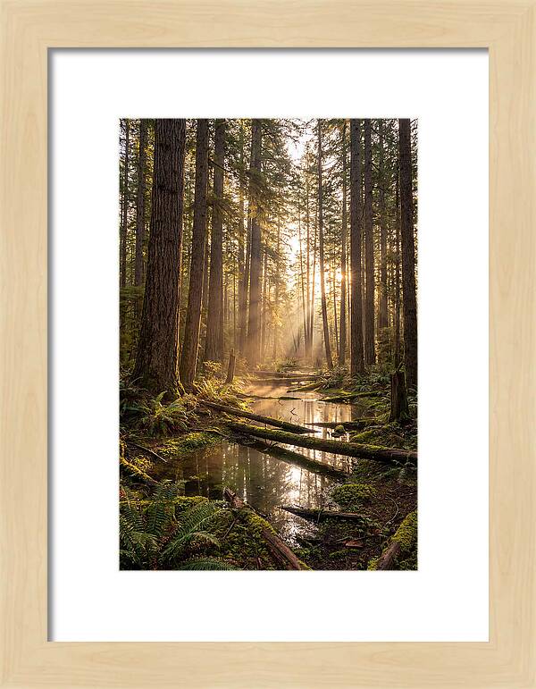 Whispers Of Pine Barrens