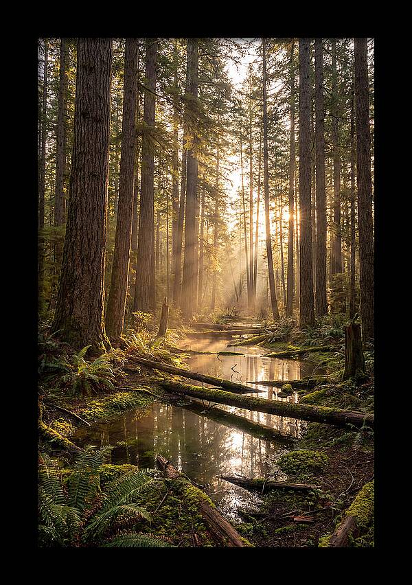 Whispers Of Pine Barrens