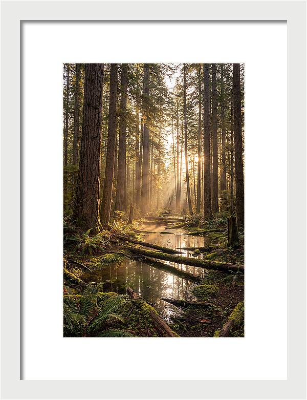 Whispers Of Pine Barrens