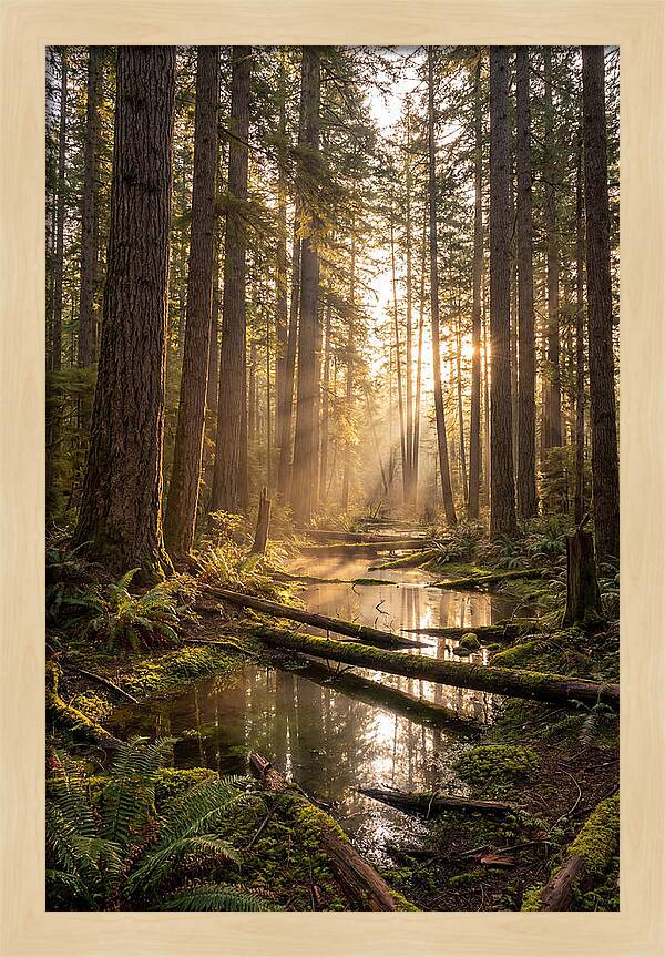 Whispers Of Pine Barrens