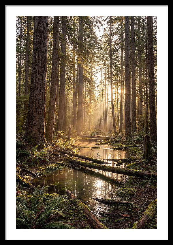 Whispers Of Pine Barrens