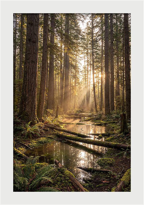 Whispers Of Pine Barrens