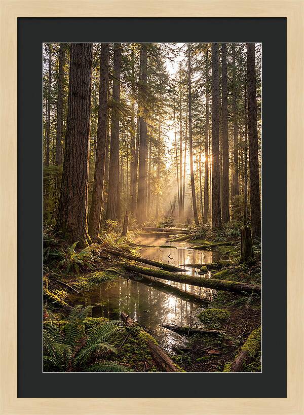 Whispers Of Pine Barrens