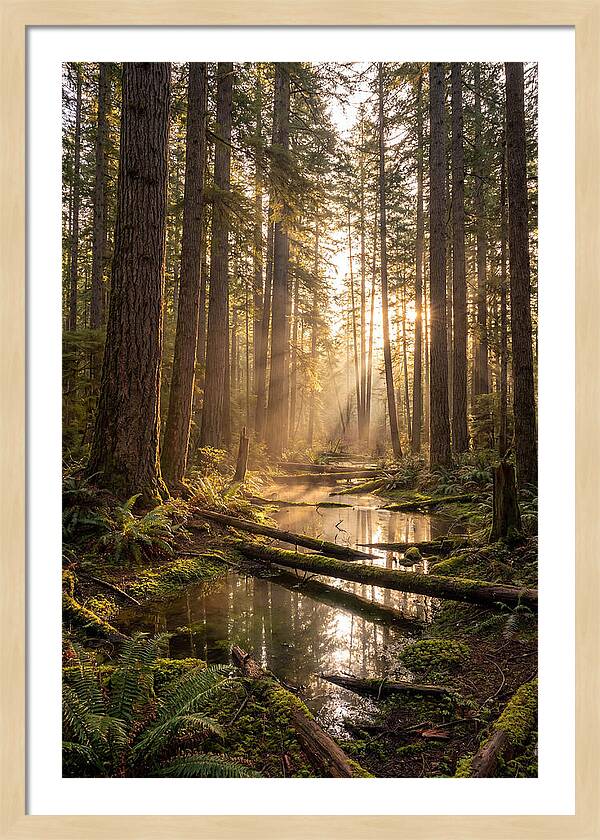 Whispers Of Pine Barrens