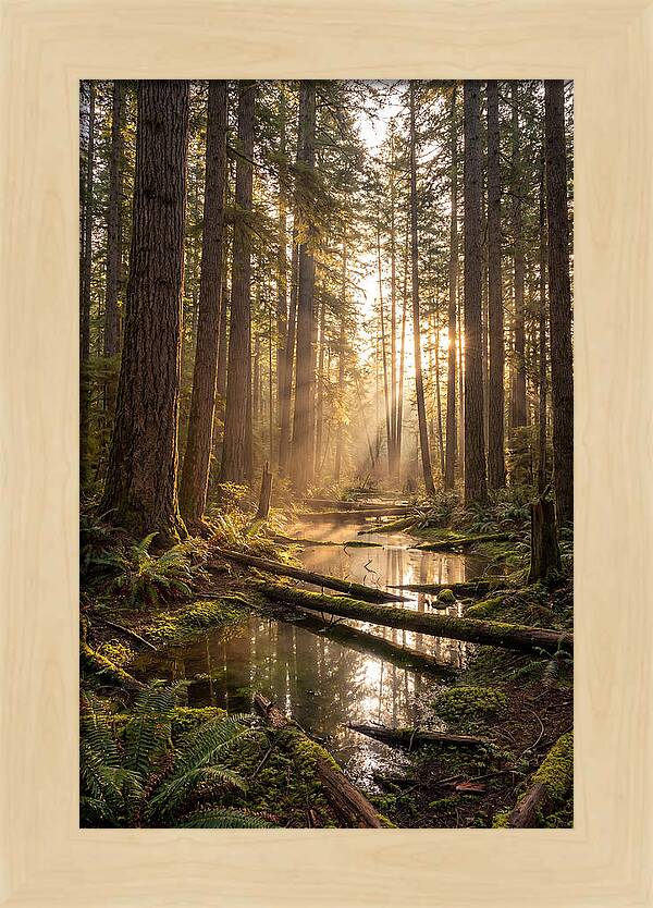 Whispers Of Pine Barrens