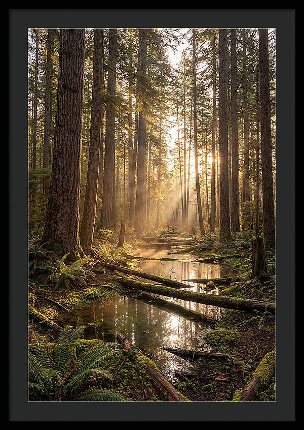 Whispers Of Pine Barrens