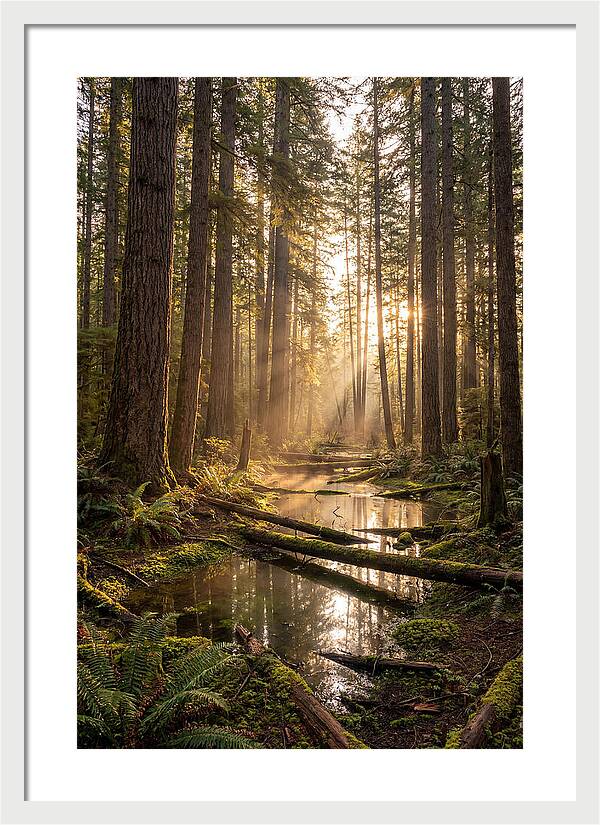 Whispers Of Pine Barrens