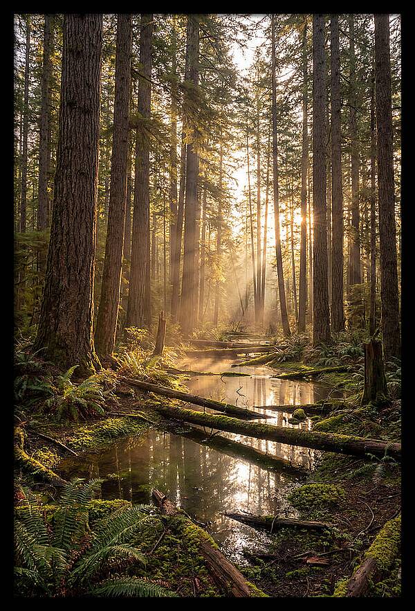 Whispers Of Pine Barrens