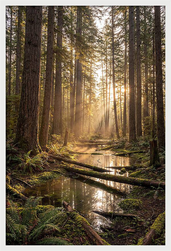 Whispers Of Pine Barrens