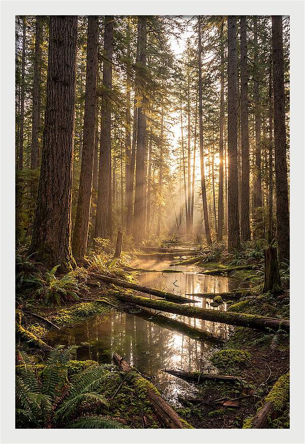 Whispers Of Pine Barrens