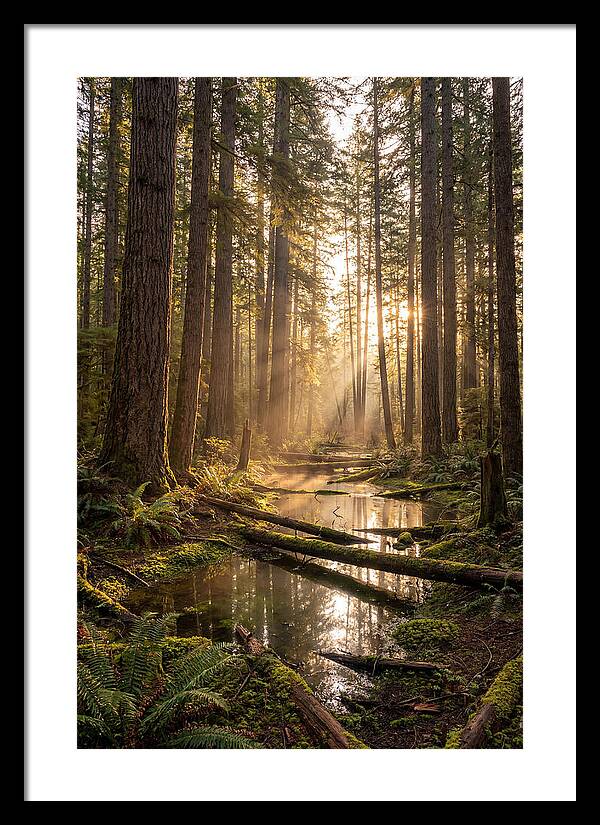 Whispers Of Pine Barrens