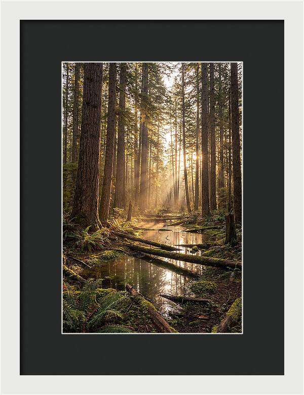 Whispers Of Pine Barrens