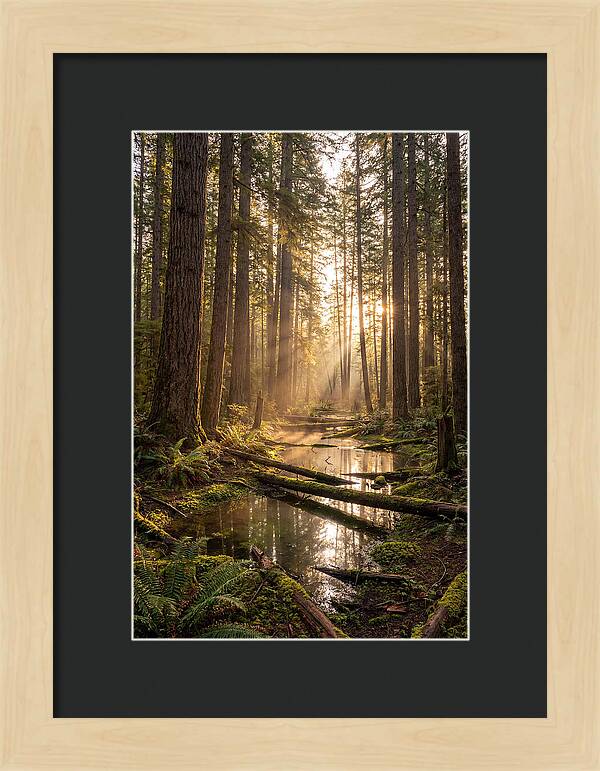 Whispers Of Pine Barrens