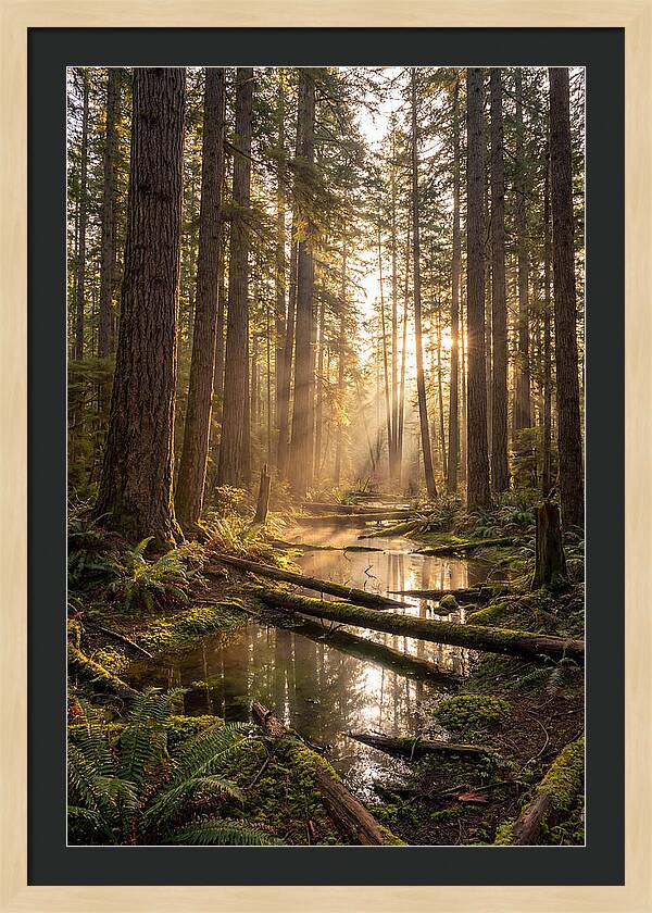Whispers Of Pine Barrens