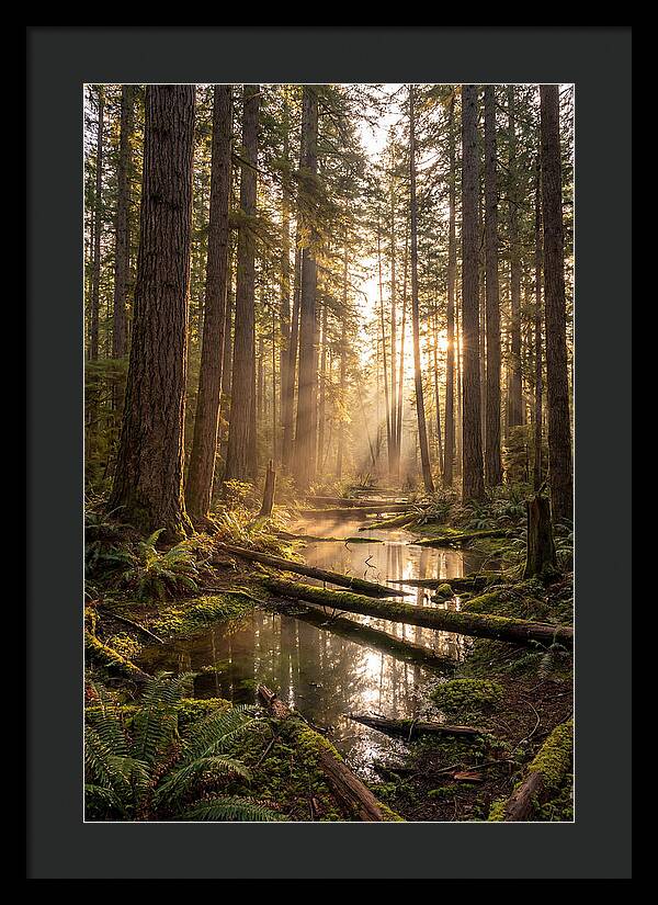 Whispers Of Pine Barrens