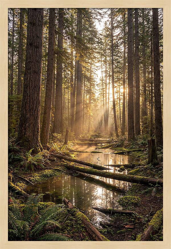 Whispers Of Pine Barrens